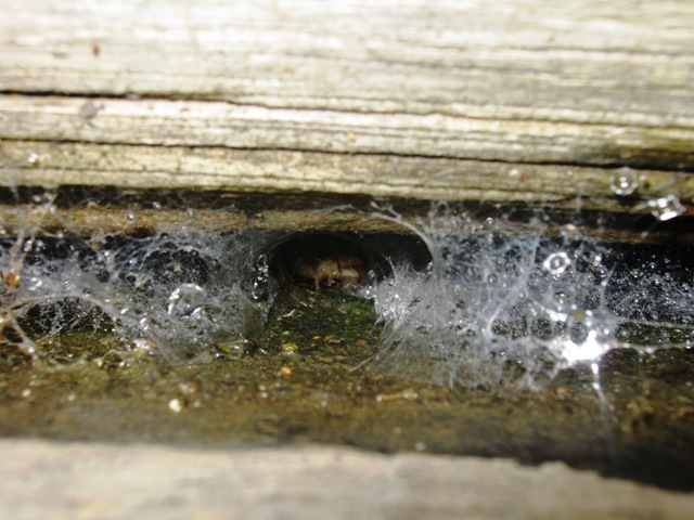 Lycosoides coarctata; Lithobius sp; Amaurobius sp.